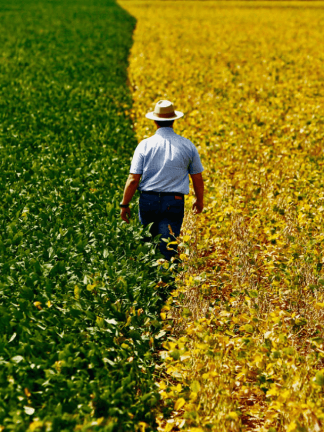 O que se faz um engenheiro agrônomo?